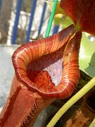 Nepenthes lowii x truncata